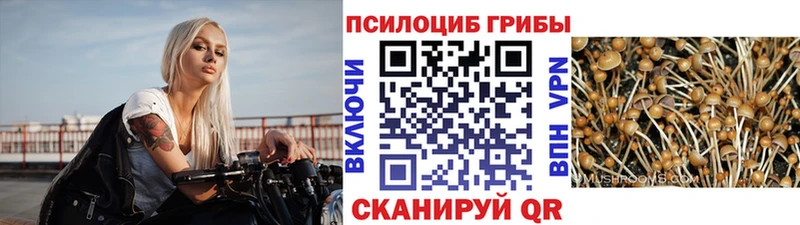 площадка состав  Гудермес  Галлюциногенные грибы мицелий 
